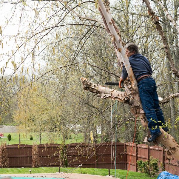 Man in a tree saws off large branch