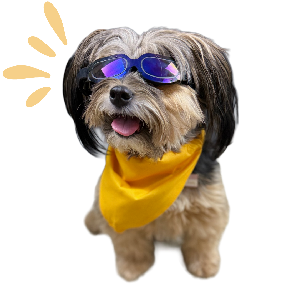 doggy in goggles with splash/exclamation graphic
