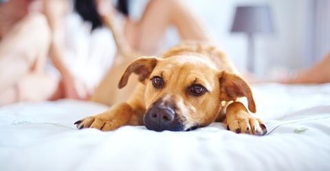 The Story Behind Pupstar's Fresh Linen + Sandalwood - Hero.png
