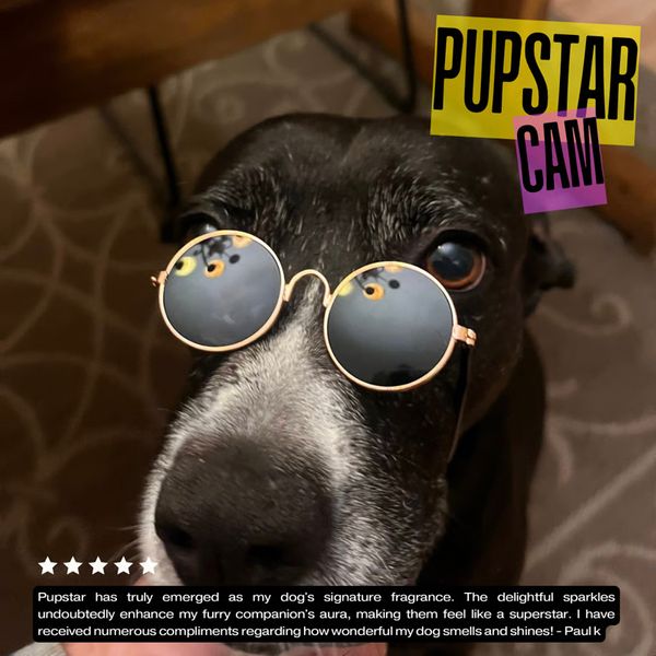 Pupstar has truly emerged as my dog's signature fragrance. The delightful sparkles undoubtedly enhance my furry companion's aura, making them feel like a superstar. I have received numerous compliments regarding how wonderful my dog smells and shines! -Paul K. Pupstar Cam