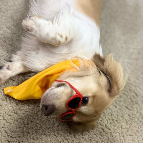 The Story Behind Pupstar's Fresh Linen + Sandalwood - 4.png