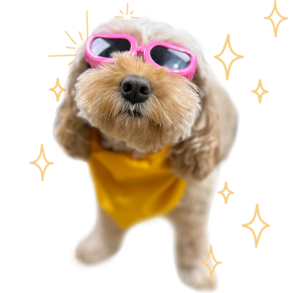 dog with pink goggles and sparkles