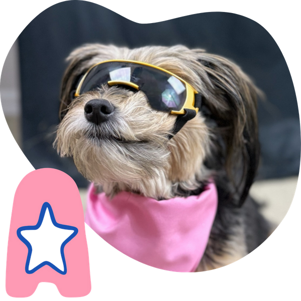 dog wearing sunglasses/goggles and looking very cool