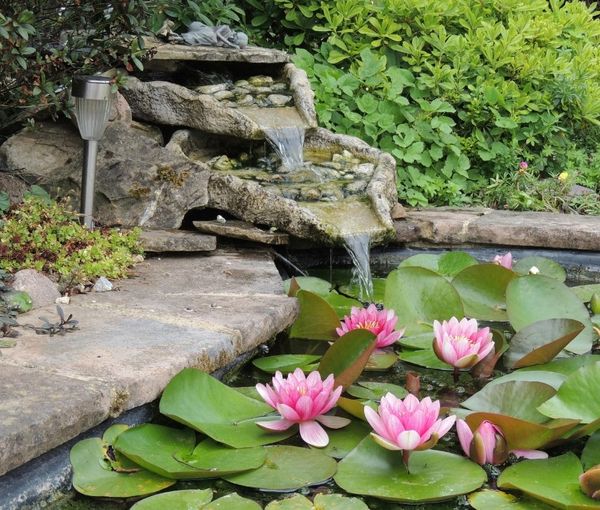 lilypads in a water fountain