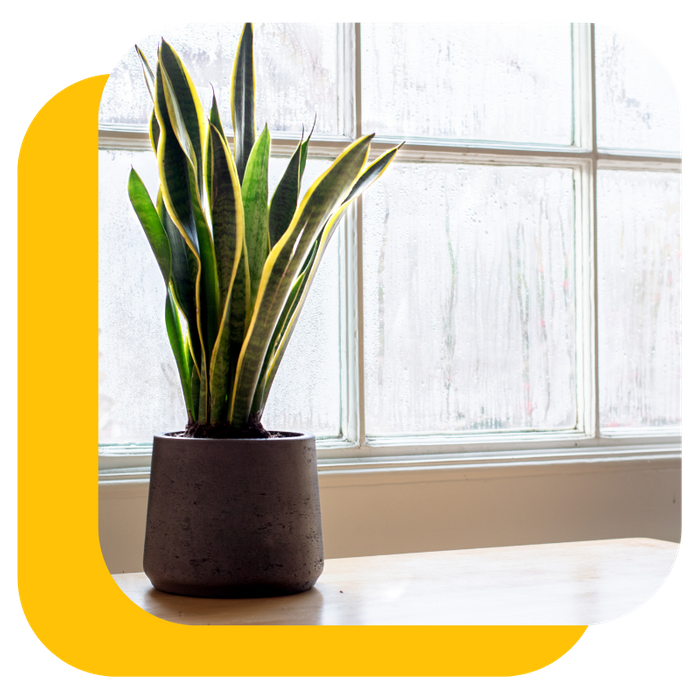 window with indoor potted plant