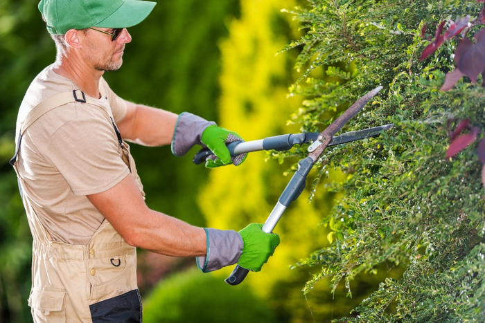 man pruning shrubs