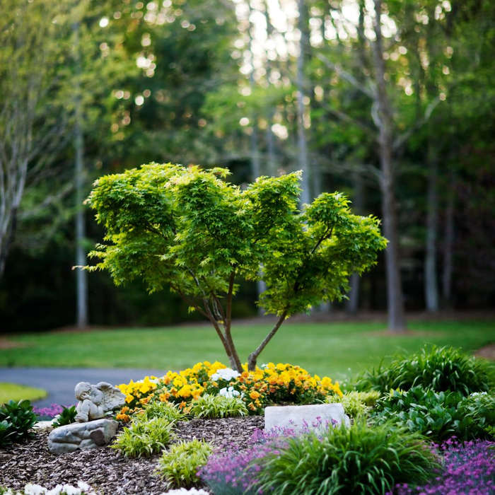 landscaped yard with new tree