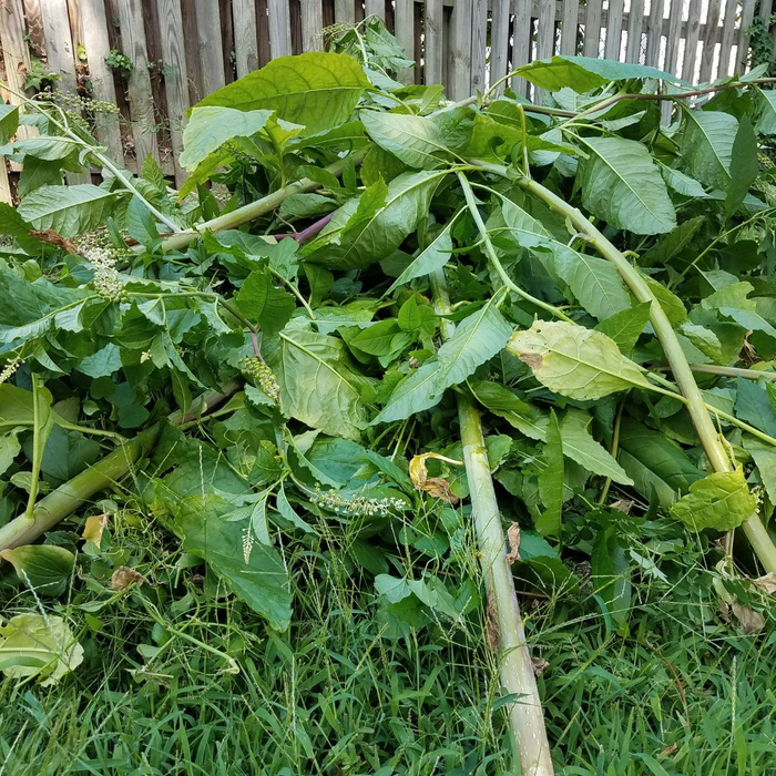 debris in yard