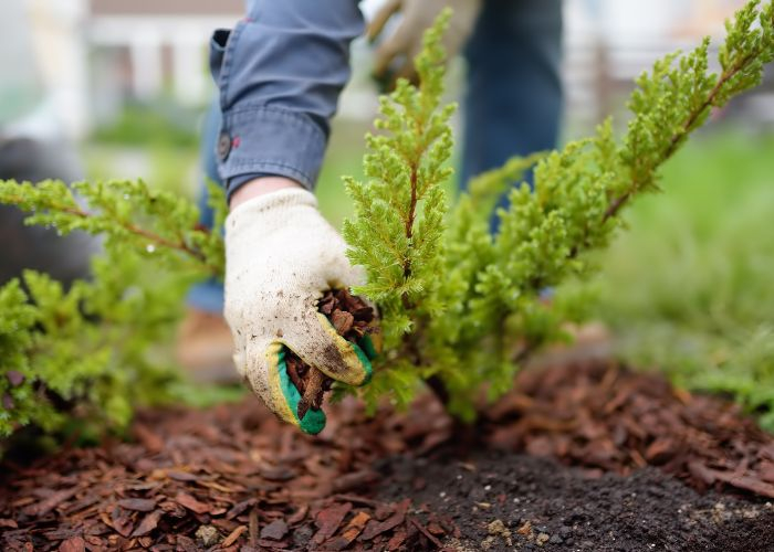 A closeup of a hand adding mulch around a bush