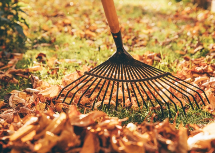 image of a rake in the fall