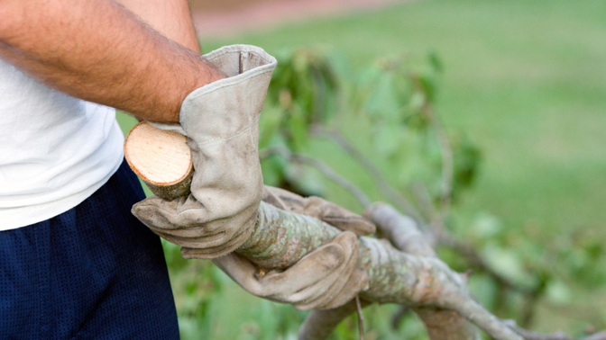 removing branch from yard