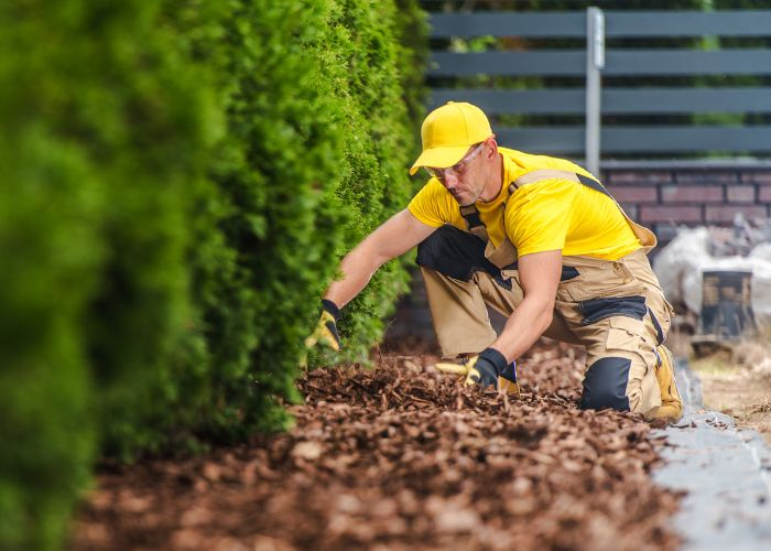 A professional landscaper installing mulch