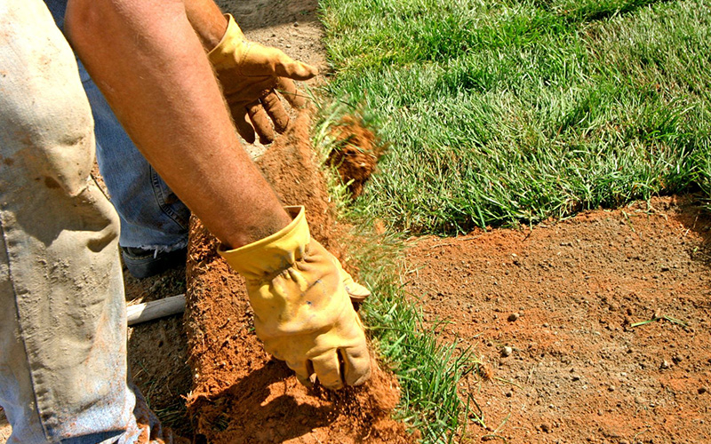 Installing some sod