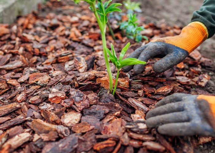 Mulch around newly planted plants