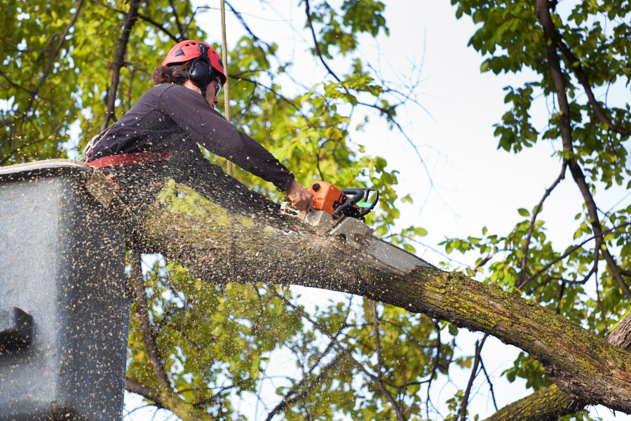 man pruning a tree with chainsaw