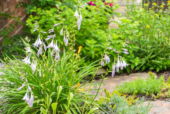 close up of plants