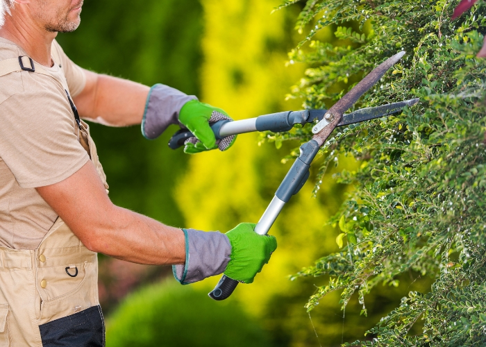 image of a man trimming hedges