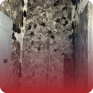 mold on floor and walls