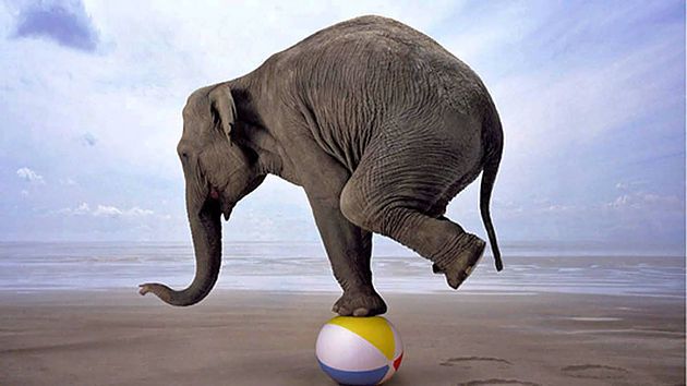 An elephant balancing on a beachball