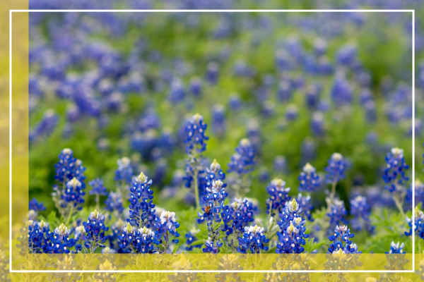 Copy of Images - Rectangle - Custom Border (7).png