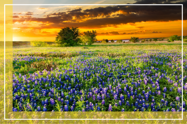Copy of Images - Rectangle - Custom Border (8).png