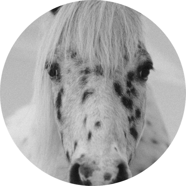 Equine Right.png