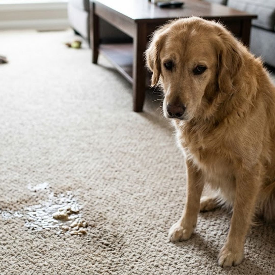 sad dog sitting next to pet mess on carpet