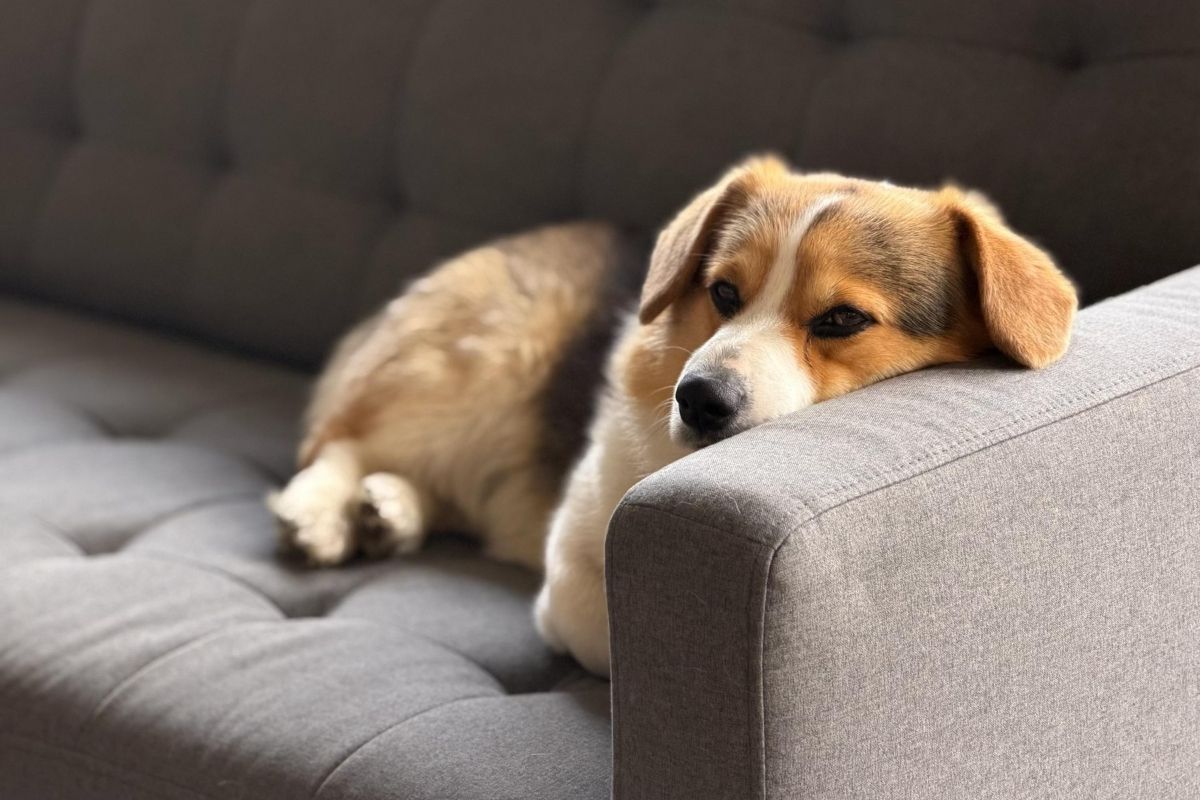 corgi puppy laying on couch