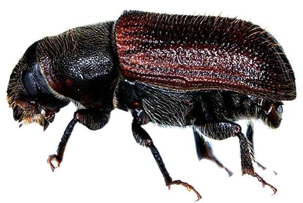 SpruceBeetle-SDN-031519-2.jpg