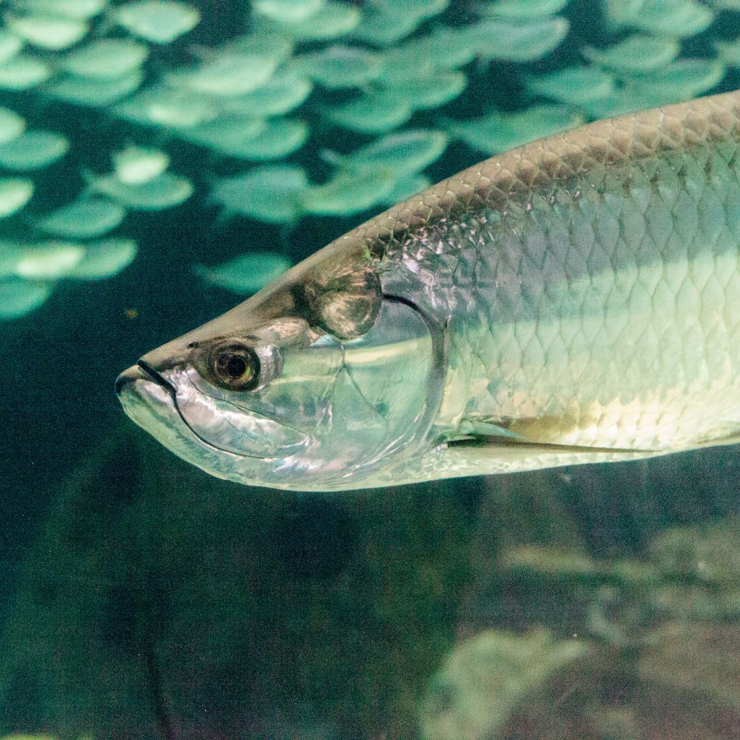 swimming tarpon fish
