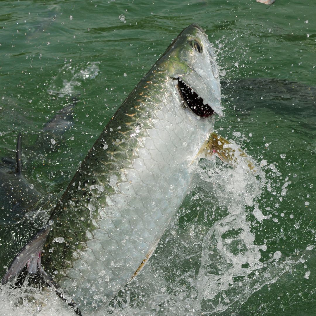 tarpon jumping out of water