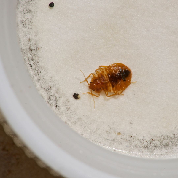 bed bug next to brown droppings