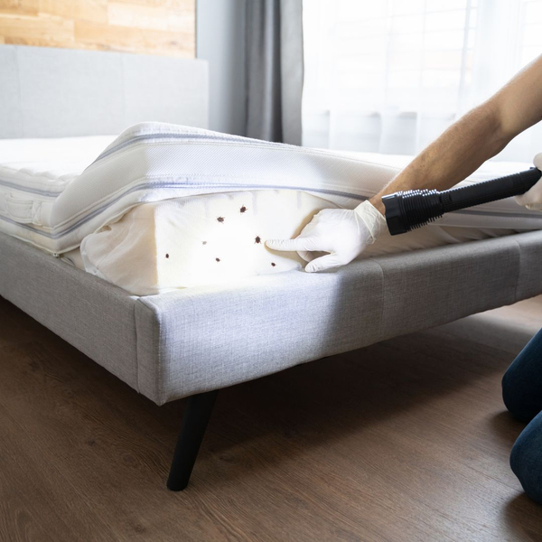 man pointing to bed bugs on bed