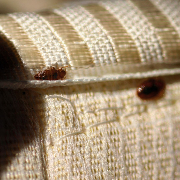 bed bugs on fabric