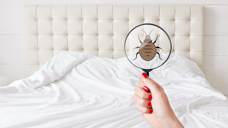 M37821 - Bed Bugs Be Gone Now - Four Signs of Bed Bugs in Your Home featured img.jpg