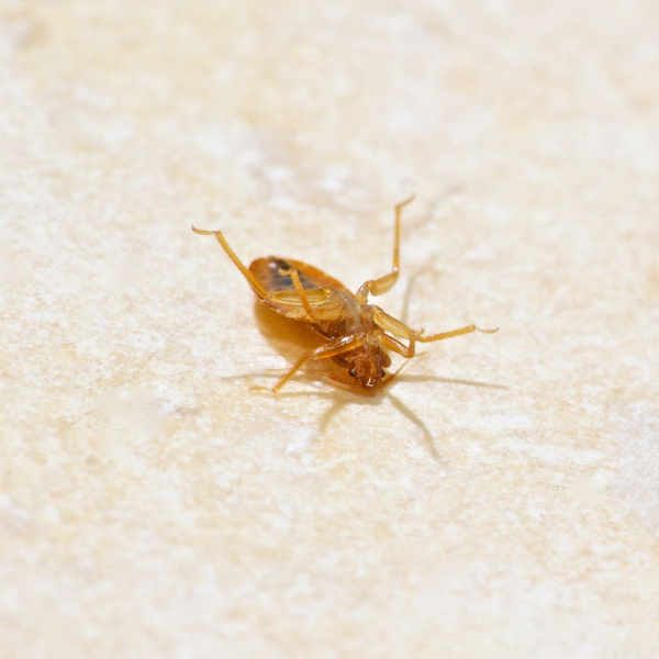 bed bug exoskeleton