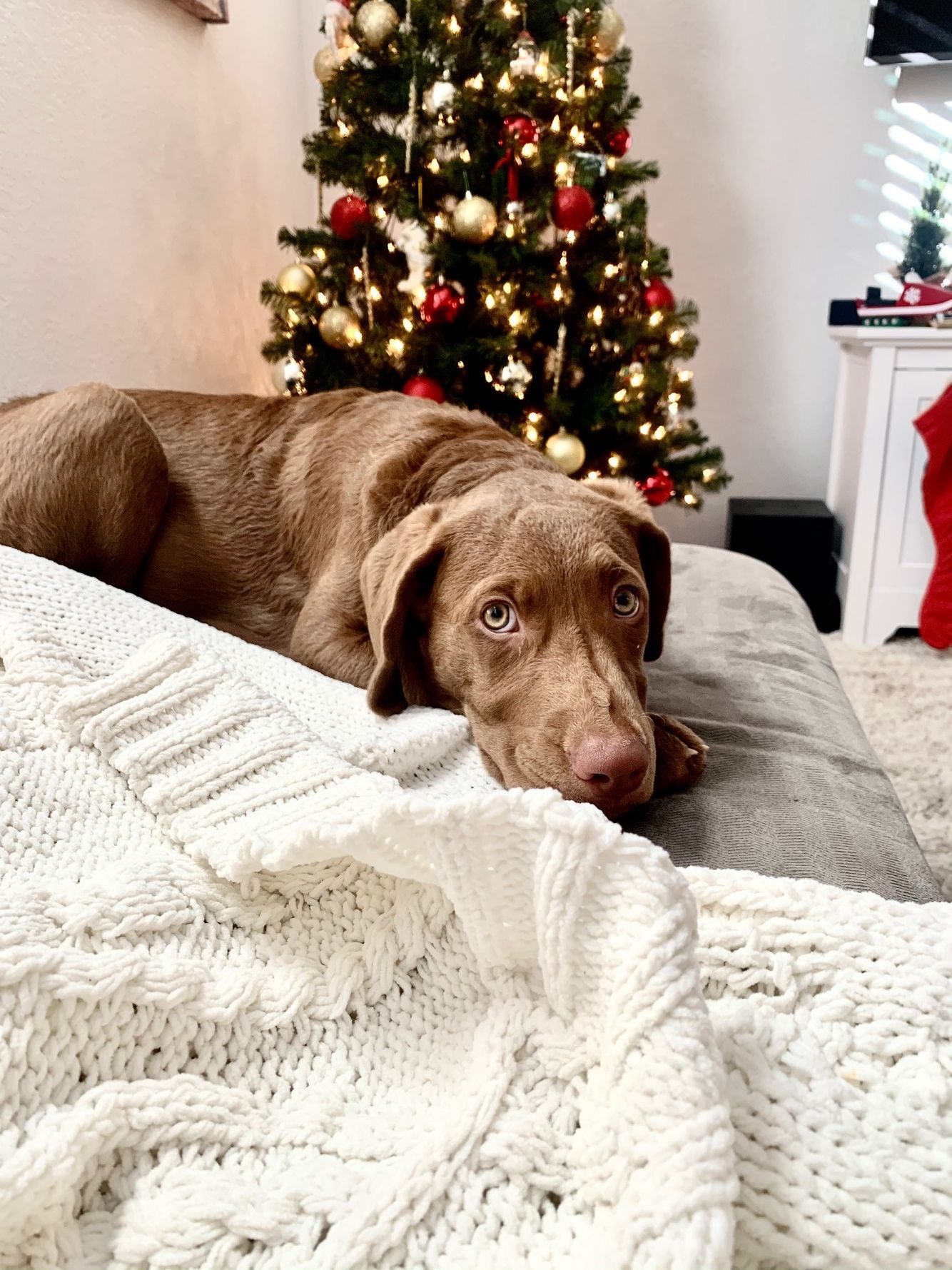 Oakley_reindeer.jpg