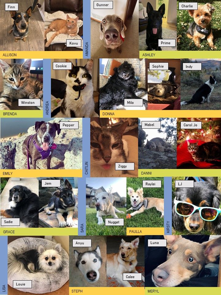pets of gs.jpg