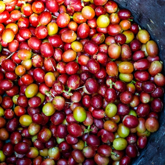 An image of freshly picked coffee berries in a bucket.
