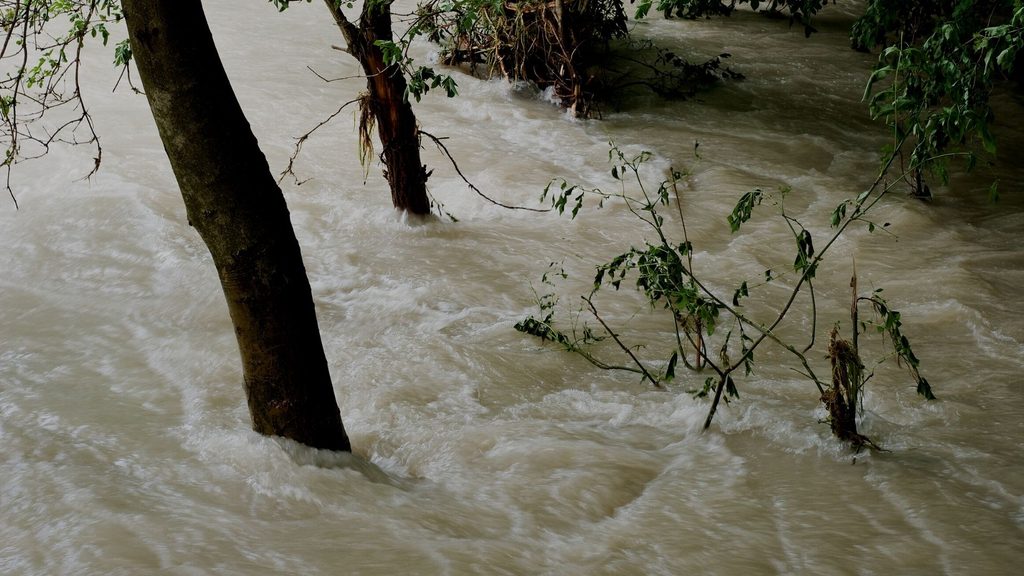 A tree amidst a flood