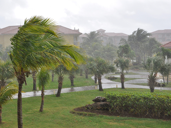 Palm trees blowing in hurricane wind and rain