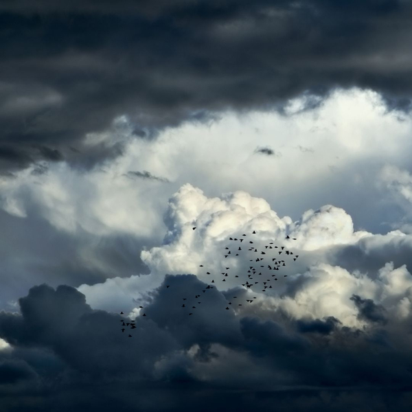 Storm clouds, with birds escaping the weather