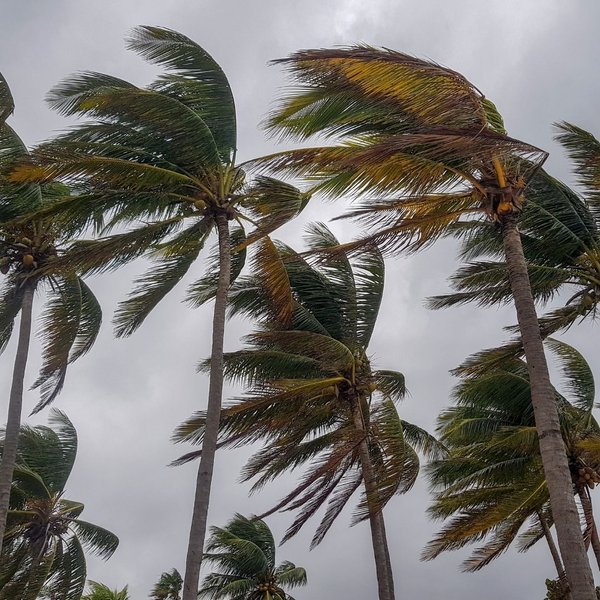 palm trees bending in strong winds