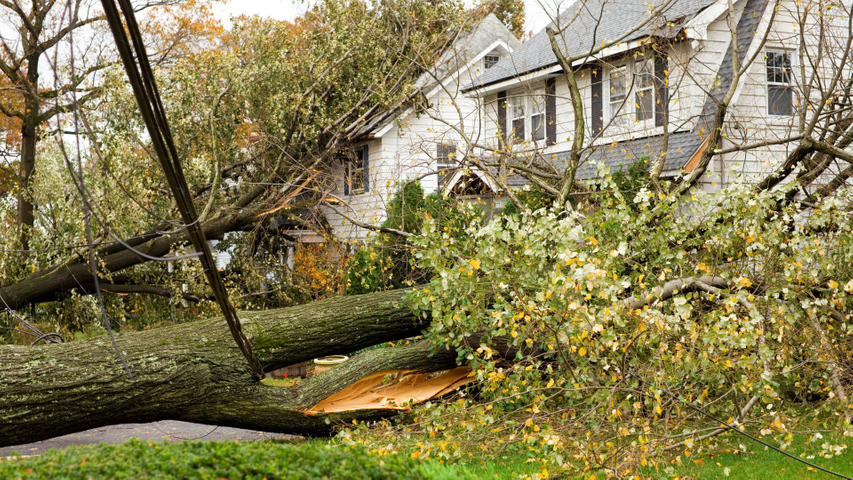 Tree on house