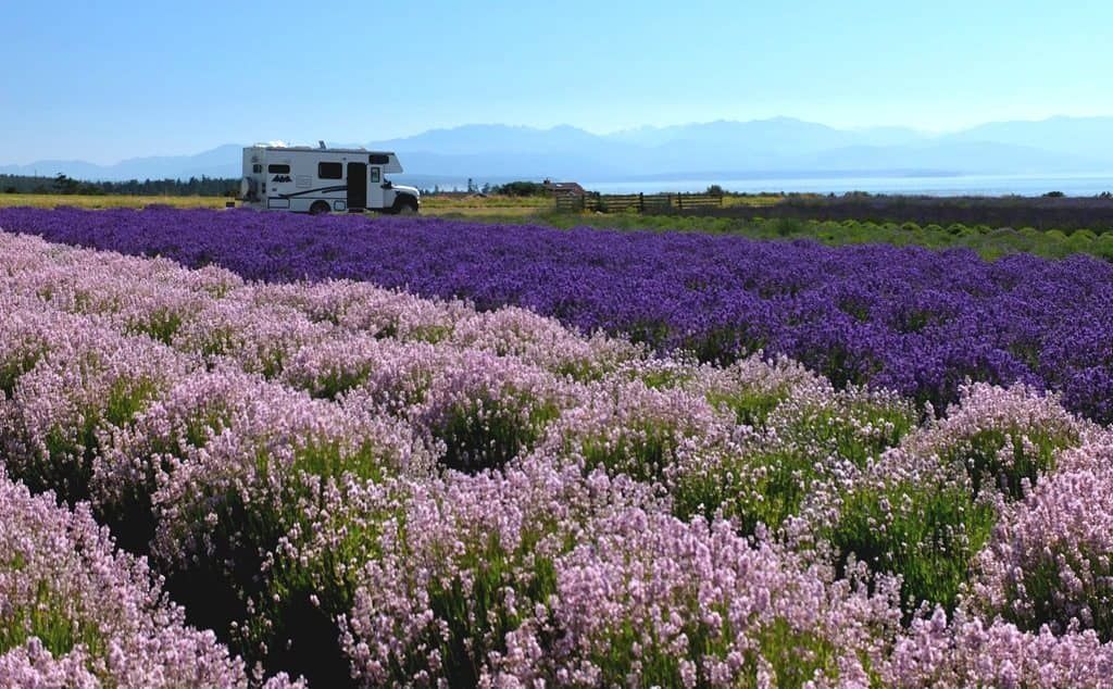 Lavender Field.jpg