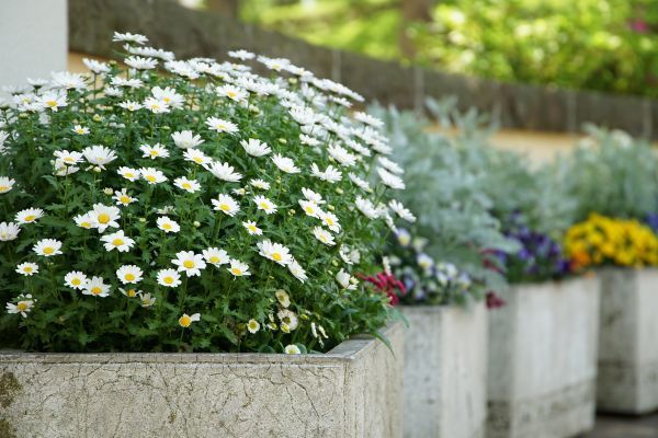 flower beds