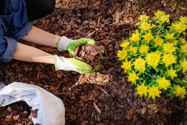 planting flowers