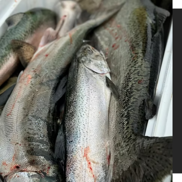 caught fish in a box caught fish in a box