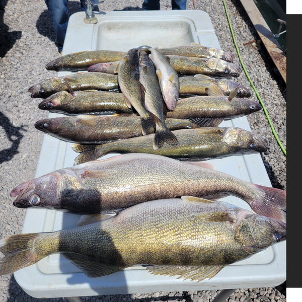 caught fish laid out