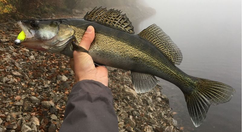 The Best Techniques for Fishing Lake Erie Walleye - Hero.jpg